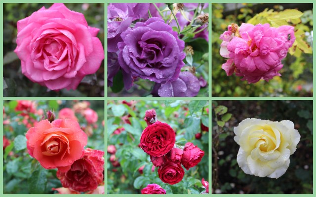 Jardim de rosas ainda estava assim :-)